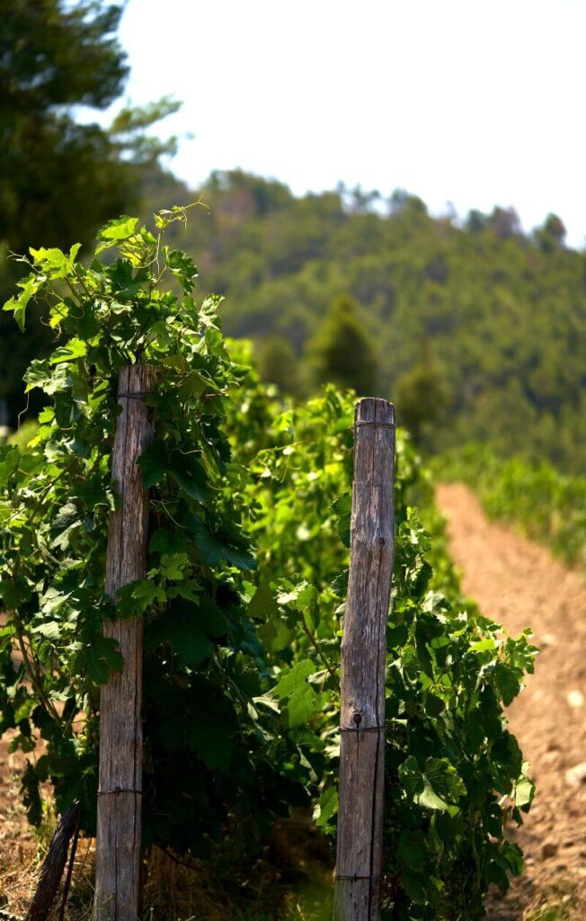 Domaine Porto Carras – Sithonia