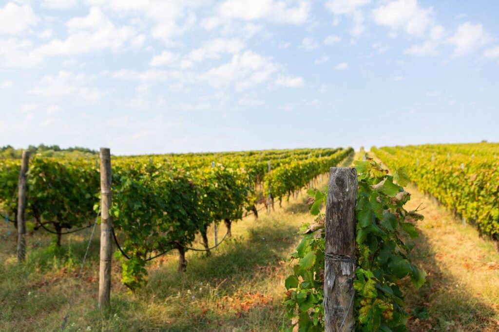Arvanitidis Estate – Askos