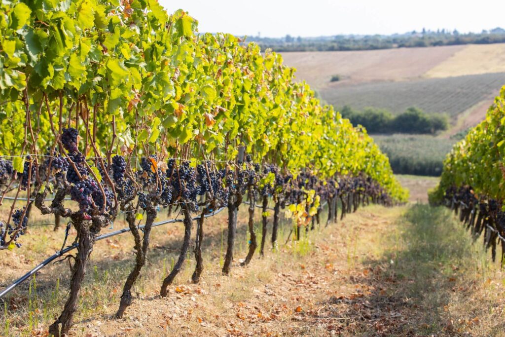 Arvanitidis Estate – Askos