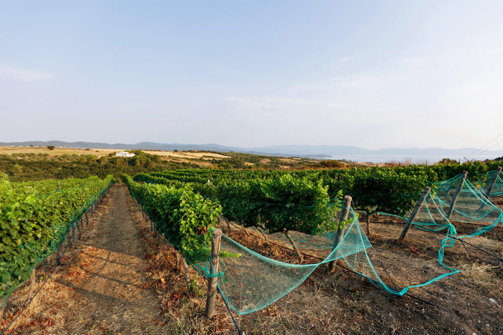 Domaine Agrovision – Ierissos