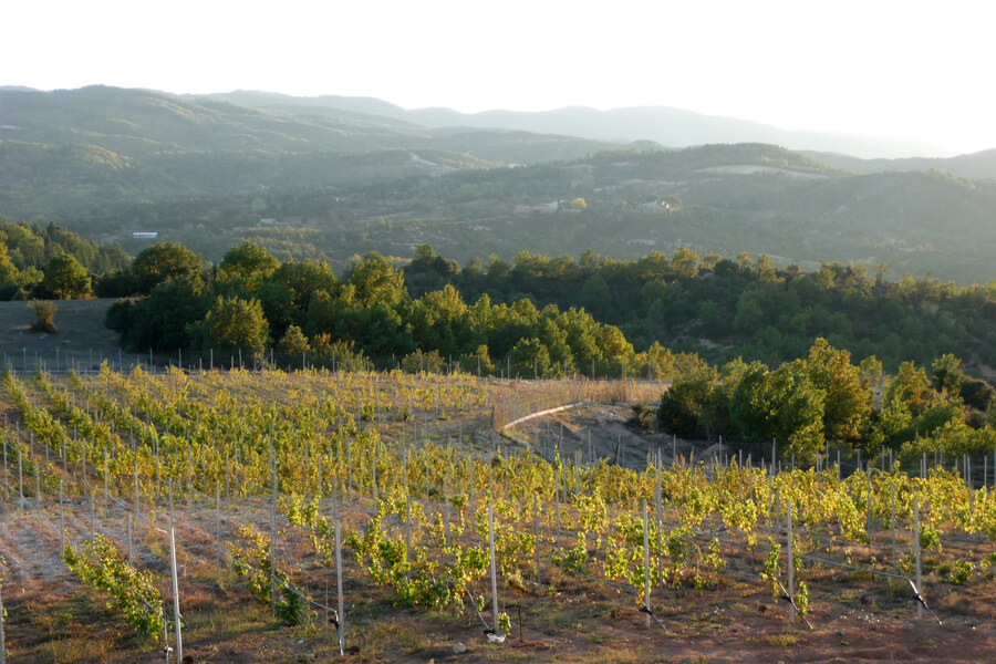 DOMAINE Claudia Papayianni Estate – Arnea
