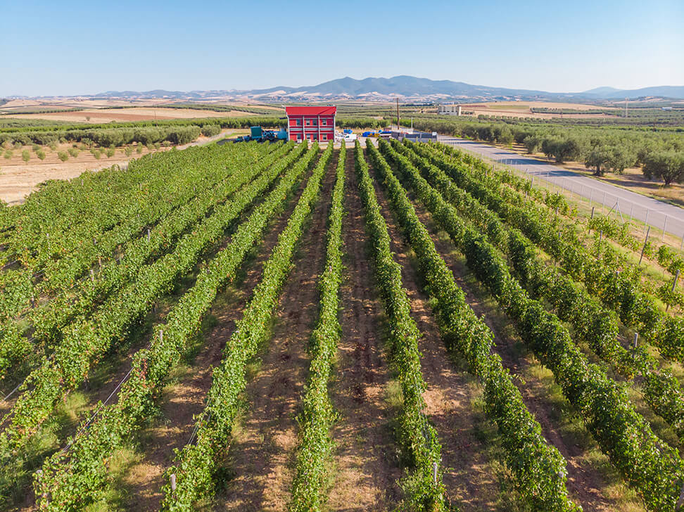 Konstantara Wines