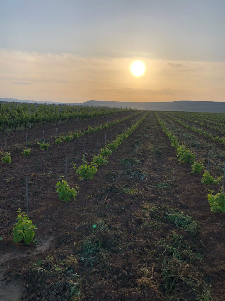 Ktima Iatridis Estate