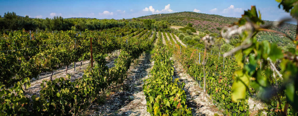 Ktima Papathanasiou – Ormilia