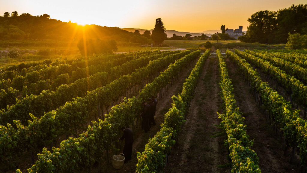 the_vineyards_3-hilandar_wines